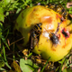 Illustration for article titled Rotten fruit is making wasps drunk and angrierem/em
